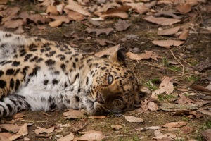 leopard01