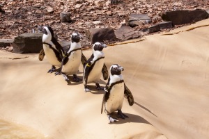 penguins01